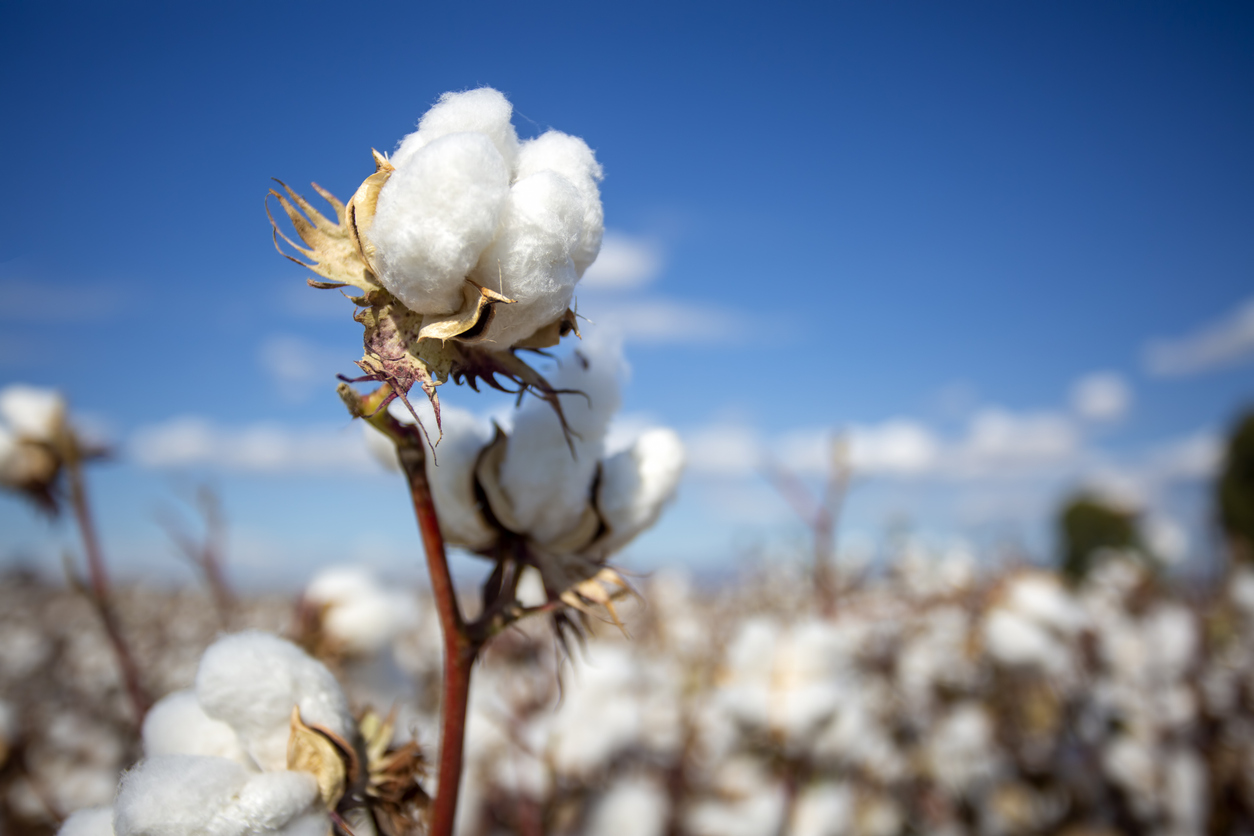 Cotton plant closeup by Esin Deniz via iStock